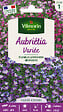 VILMORIN - Aubriétia Variée - Graines de plantes vivaces - Tapissante - vignette
