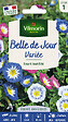 VILMORIN - Belle de Jour Variée Vilmorin - vignette