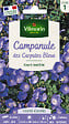 VILMORIN - Campanule des Carpathes Bleue Vilmorin - vignette