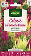 VILMORIN - Célosie à Panache Variée - Graines - 30cm - vignette