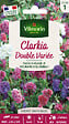 VILMORIN - Clarkia Variée Vilmorin - vignette
