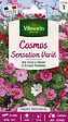 VILMORIN - Cosmos Sensation Varié Vilmorin - vignette