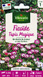 VILMORIN - Ficoïde Tapis Magique Vilmorin - vignette