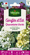 VILMORIN - Graines giroflée d'été Quarantaine Variée - Annuelle 30-50cm - vignette