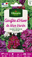 VILMORIN - Giroflée d'Hiver de Nice Variée Vilmorin - vignette