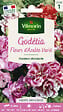 VILMORIN - Graines de Godétia Fleurs d'Azalée Varié - Rose - 40cm - vignette