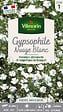 VILMORIN - Gypsophile Nuage Blanc - Graines - Fleur annuelle - vignette