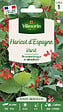 VILMORIN - Haricot d'Espagne Varié Vilmorin - vignette