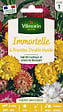 VILMORIN - Immortelle à Bractées Double Variée Vilmorin - vignette