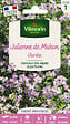 VILMORIN - Graines fleur - Julienne de Mahon Variée - 3 g - vignette