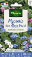 VILMORIN - Myosotis des Alpes Varié Vilmorin - vignette