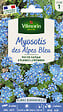 VILMORIN - Graines Myosotis des Alpes Bleu - Fleurs bleues - vignette