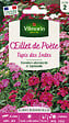 VILMORIN - Oeillet de Poète Tapis des Indes Vilmorin - vignette