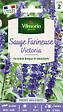 VILMORIN - Sauge Victoria Vilmorin - vignette