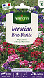 VILMORIN - Verveine Brio Variée Vilmorin - vignette