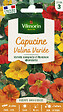 VILMORIN - Capucine Valina Variée Vilmorin - vignette