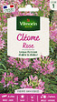 VILMORIN - Cléome Rose Vilmorin - vignette