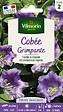 VILMORIN - Cobée Grimpante Vilmorin - vignette