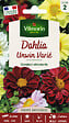 VILMORIN - Graines Dahlia Unwin Varié multicolore - 60cm - vignette