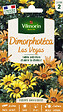 VILMORIN - Dimorphotéca Las Vegas Vilmorin - vignette