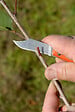 BAHCO - Greffoir 11cm BAHCO - P11 - vignette