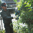MAKITA - Taille-haie Sans Fil - 18 V Li-ion 1,5 Ah - 52 Cm (1 Batterie) - 3 Kg - vignette