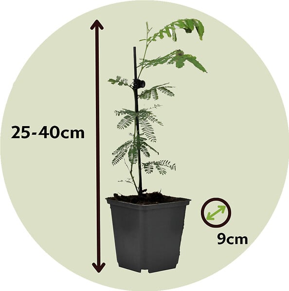 PLANT IN A BOX - Fleur de mimosa - Set de 3 - Mimosa dealbata - Hauteur 25-40cm - ⌀9cm - large