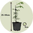 PLANT IN A BOX - Fleur de mimosa - Set de 3 - Mimosa dealbata - Hauteur 25-40cm - ⌀9cm - vignette