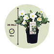 PLANT IN A BOX - Rose de Noël - Set de 6 - Helleborus niger 'Mont Blanc' - H20-30cm - ⌀12cm - vignette