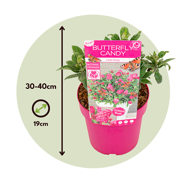 PLANT IN A BOX - Arbre à papillons - Set de 2 - Buddleja davidii 'Candy' - H30-40cm - ⌀19cm - large