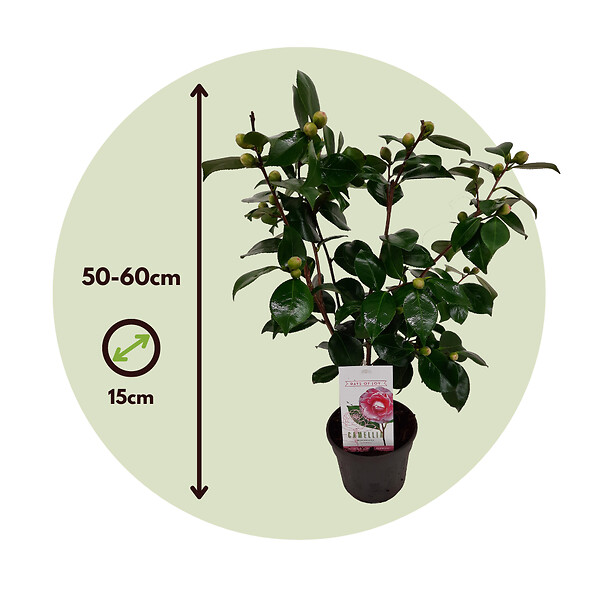 PLANT IN A BOX - Camélia - Set de 2 - Camellia japonica 'Bonomiana' - Hauteur 50-60cm - ⌀15cm - large