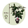 PLANT IN A BOX - Camélia - Set de 2 - Camellia japonica 'Bonomiana' - Hauteur 50-60cm - ⌀15cm - vignette