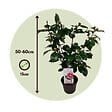 PLANT IN A BOX - Camélia - Camellia japonica 'Bonomiana' - Hauteur 50-60cm - ⌀15cm - vignette