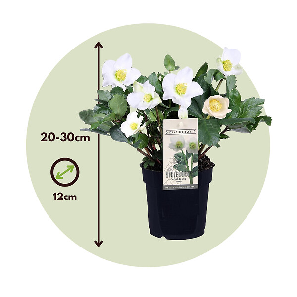 PLANT IN A BOX - Rose de Noël - Set de 3 - Helleborus niger 'Mont Blanc' - H20-30cm - ⌀12cm - large