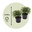 PLANT IN A BOX - Azalée - Set de 2 - Rhododendron azalea 'Anouk' - Hauteur 25-40cm - ⌀17cm - vignette
