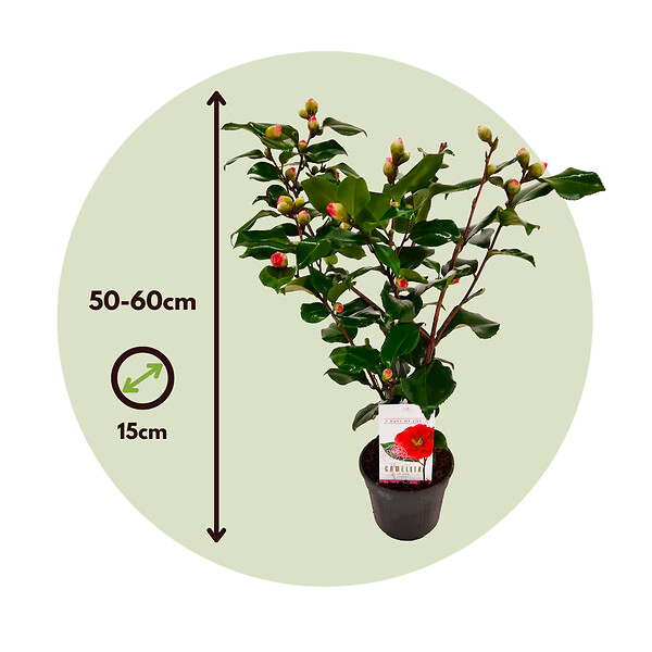 PLANT IN A BOX - Camélia - Set de 2 - Camellia japonica 'Dr. King' - Hauteur 50-60cm - ⌀15cm - large