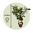 PLANT IN A BOX - Camélia - Set de 2 - Camellia japonica 'Dr. King' - Hauteur 50-60cm - ⌀15cm - vignette
