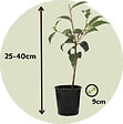PLANT IN A BOX - Camélia - Set de 3 - Camellia japonica - Hauteur 25-40cm - ⌀9cm - vignette