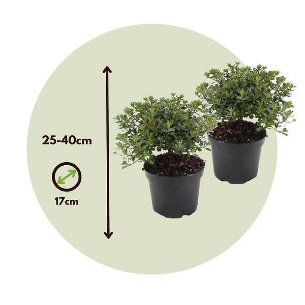 PLANT IN A BOX - Azalée - Set de 4 - Rhododendron azalea 'Anouk' - Hauteur 25-40cm - ⌀17cm - large