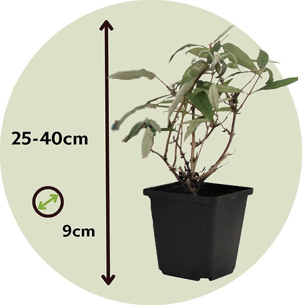 PLANT IN A BOX - Arbre à papillons - Set de 6 - Buddleja davidii - Hauteur 25-40cm - ⌀9cm - large
