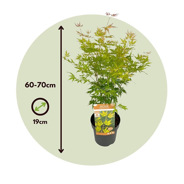 PLANT IN A BOX - Érable du Japon - Acer palmatum 'Orange Lace' - Hauteur 60-70cm - ⌀19cm - large