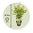 PLANT IN A BOX - Érable du Japon - Acer palmatum 'Orange Lace' - Hauteur 60-70cm - ⌀19cm - vignette