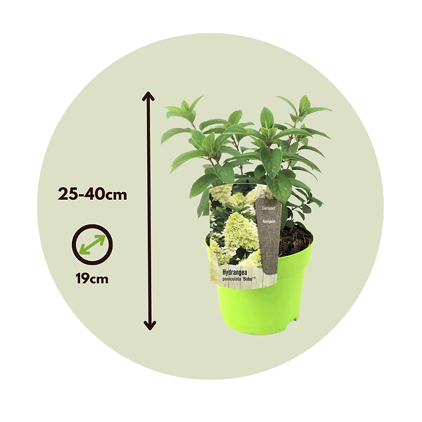 PLANT IN A BOX - Hortensia - Hydrangea paniculata 'Bobo' - Hauteur 25-40cm - ⌀19cm - large