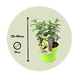 PLANT IN A BOX - Hortensia - Hydrangea paniculata 'Bobo' - Hauteur 25-40cm - ⌀19cm - vignette