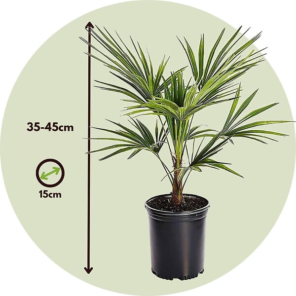PLANT IN A BOX - Palmier de Chine - Set de 2 - Trachycarpus Fortunei - Hauteur 35-45cm - ⌀15cm - large