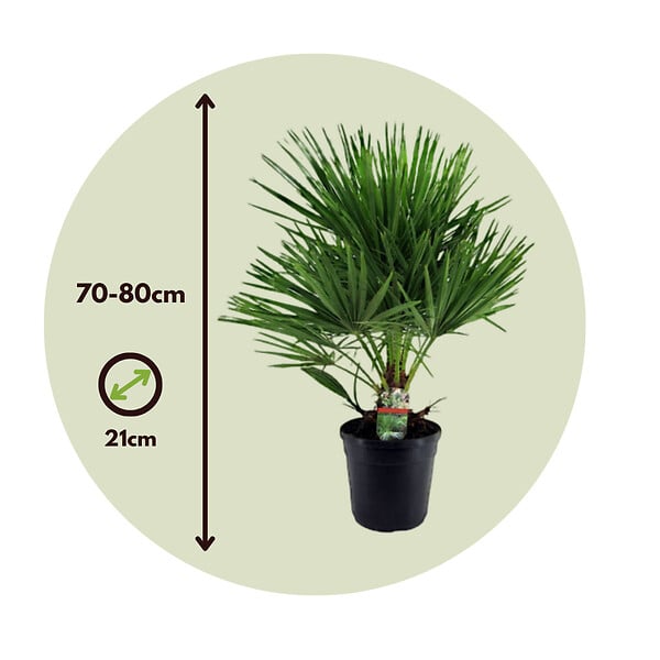 PLANT IN A BOX - Palmier nain - Chamaerops humilis - Hauteur 70-80cm - ⌀21cm - large