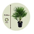 PLANT IN A BOX - Palmier nain - Chamaerops humilis - Hauteur 70-80cm - ⌀21cm - vignette