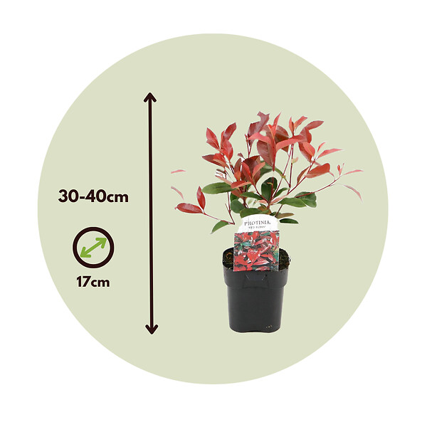 PLANT IN A BOX - Feuille de noyer - Set de 2 - Photinia fraseri 'Red Robin' - H30-40cm - ⌀17cm - large