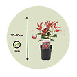 PLANT IN A BOX - Feuille de noyer - Set de 2 - Photinia fraseri 'Red Robin' - H30-40cm - ⌀17cm - vignette