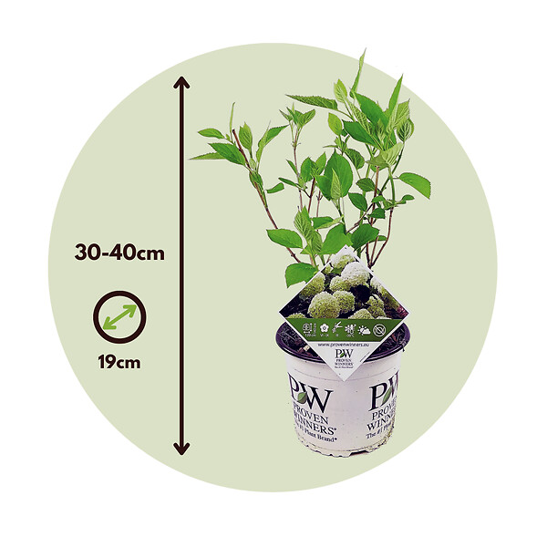 PLANT IN A BOX - Hortensia - Hydrangea 'Strong Annabelle' - Hauteur 30-40cm - ⌀19cm - large